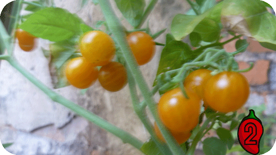 courrant gold rush cherry koktajlowy do doniczki na balkon nasiona pomidor