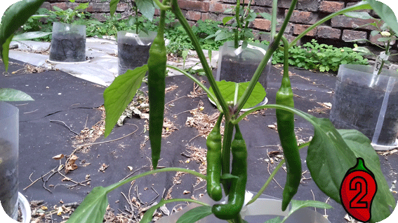papryka peperoni nasiona chili na parapet balkon pepperoni uprawa