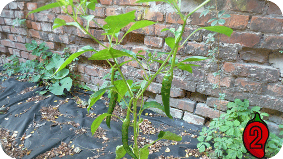 papryka bonsai mini nasiona chili na parapet balkon chilli