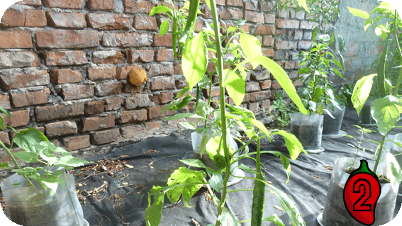 papryka naga jolokia mini nasiona chili na parapet balkon chilli