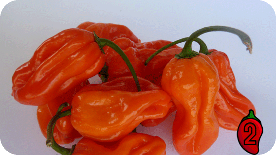habanero orange carolina reaper nasiona hot chili na parapet balkon ostre papryki chilli sos