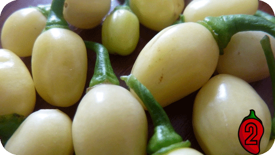 habanero white nasiona chili na parapet balkon peruvian chilli ostre papryki jedzenie sosy