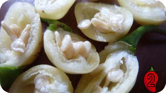 habanero white nasiona chili na parapet balkon peruvian chilli ostre papryki jedzenie sosik