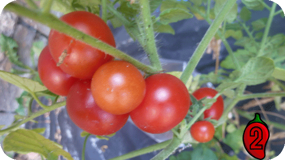 pomidor bajaja cherry koktajlowy do doniczki na balkon nasiona pomidor pergole guacamole