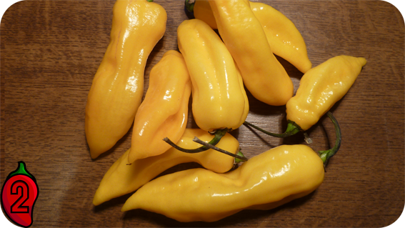 BHUT JOLOKIA yellow papryka nasiona hot chili na parapet balkon ostre papryki chilli sosy
