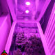 growbox-pali2razy