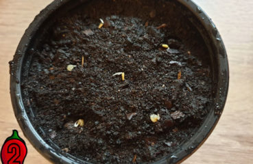 wysiew i uprawa nasiona papryk kiełki wsadzamy do ziemi